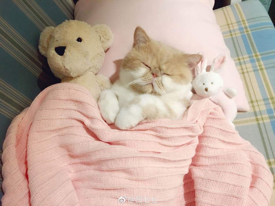 https://img1.superbuy.com/images/consult/2017/11/07/12014b85f6fd2b284d4222d67f07ca8b.jpg?x-oss-process=image/resize,w_950